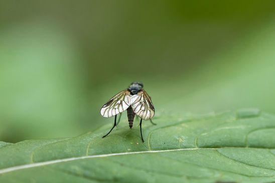 Schnepfenfliege          noch unbestimmt         ( Baden - Württemberg  Juni 2025 )