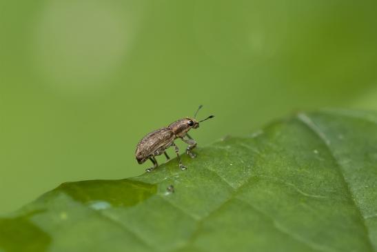 Blattrandrüssler       vermutlich   Sitona puncticollis        ( Wernigerode   Harz   August 2020 )