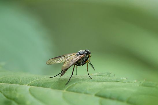 Schnepfenfliege          noch unbestimmt         ( Baden - Württemberg  Juni 2025 )