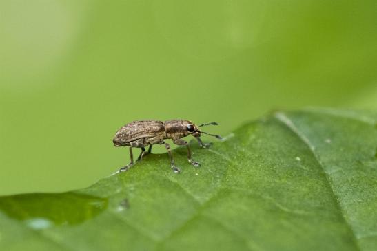 Blattrandrüssler       vermutlich   Sitona puncticollis        ( Wernigerode   Harz   August 2020 )