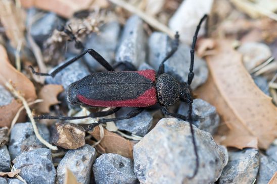  Purpurbock          Purpuricenus kaehleri         ( Griechenland, Peloponnes Juni 20219 )