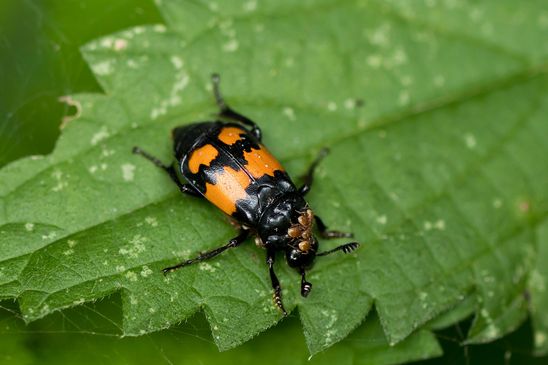Schwarzhörniger Totengräber         Nicrophorus vespilloides         hier mit Milben      ( Mecklenburg-Vorpommern Oktober 2023 )