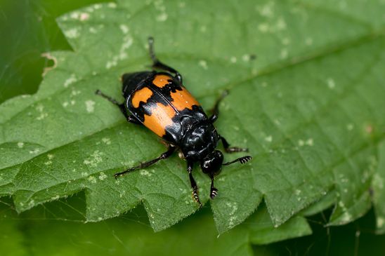 Schwarzhörniger Totengräber         Nicrophorus vespilloides         ( Mecklenburg-Vorpommern Oktober 2023 )