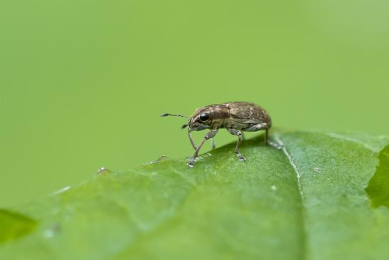 Blattrandrüssler       vermutlich   Sitona puncticollis        ( Wernigerode   Harz   August 2020 )