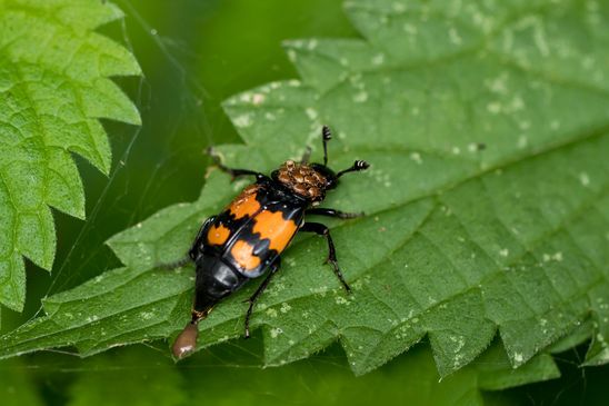 Schwarzhörniger Totengräber         Nicrophorus vespilloides       hier mit Milben   ( Mecklenburg-Vorpommern Oktober 2023 )