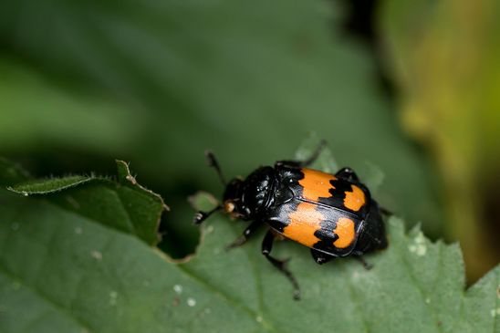 Schwarzhörniger Totengräber         Nicrophorus vespilloides         ( Mecklenburg-Vorpommern Oktober 2023 )
