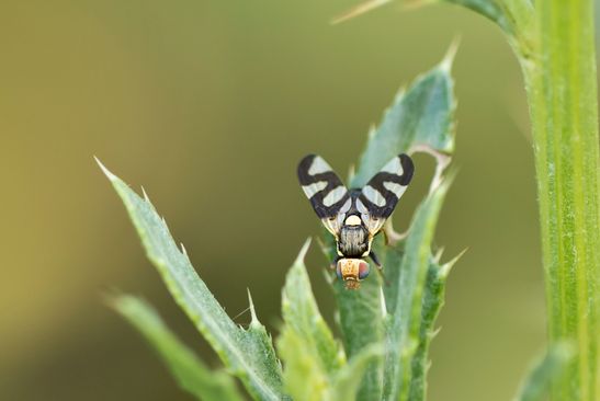 Distelbohrfliege         Urophora cardui         ( Sachsen-Anhalt Juli 2022 )  