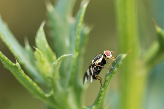 Distelbohrfliege         Urophora cardui         ( Sachsen-Anhalt Juli 2022 )  