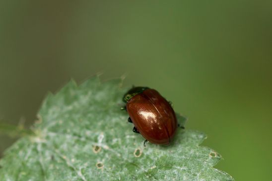 Geglätteter Blattkäfer     Chrysolina polita         ( Mecklenburg-Vorpommern    Oktober 2023 )