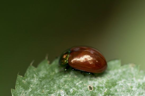 Geglätteter Blattkäfer     Chrysolina polita         ( Mecklenburg-Vorpommern    Oktober 2023 )