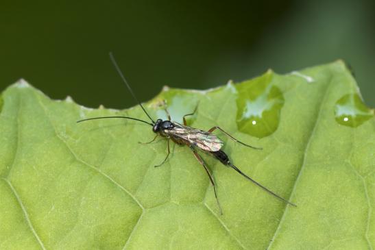 Schlupfwespe       kein deutscher Name bekannt       Lissonota lineolaris oder Lissonota setosa       ( Wernigerode    Harz    August 2020 )