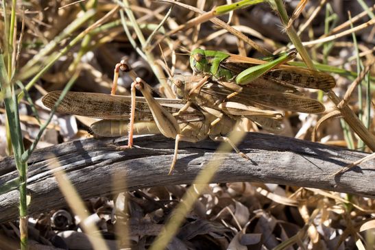 Europäische Wanderheuschrecke         Locusta migratoria          ( Griechenland, Peloponnes Juni 2019 )