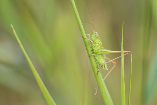 Grünes Heupferd         Tettigonia viridissima            (Nymphe )            ( Baden - Württemberg Juni 2026 )