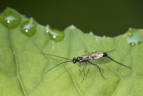 Schlupfwespe       kein deutscher Name bekannt       Lissonota lineolaris oder Lissonota setosa       ( Wernigerode    Harz    August 2020 )