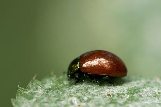 Geglätteter Blattkäfer     Chrysolina polita         ( Mecklenburg-Vorpommern    Oktober 2023 )