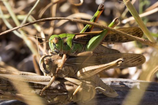 Europäische Wanderheuschrecke         Locusta migratoria          ( Griechenland, Peloponnes Juni 2019 )