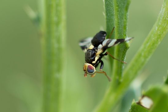 Distelbohrfliege         Urophora cardui         ( Sachsen-Anhalt Juli 2022 )  