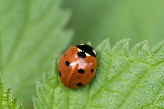  Siebenpunkt Marienkäfer     Coccinella septempunctata         ( Mecklenburg  - Vorpommern  Oktober 2023 )