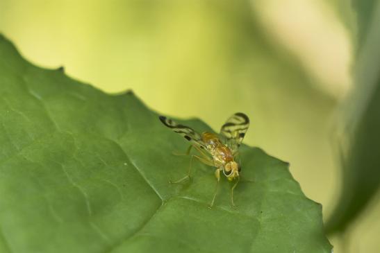 Bohrfliege       kein deutscher Name bekannt       Myoleja lucida       ( Wernigerode   Harz   August 2020 )