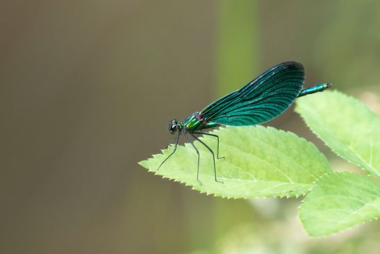   Blauflügel - Prachtlibelle      Calopteryx virgo     männlich         ( Baden - Württemberg  Juni 2025 )