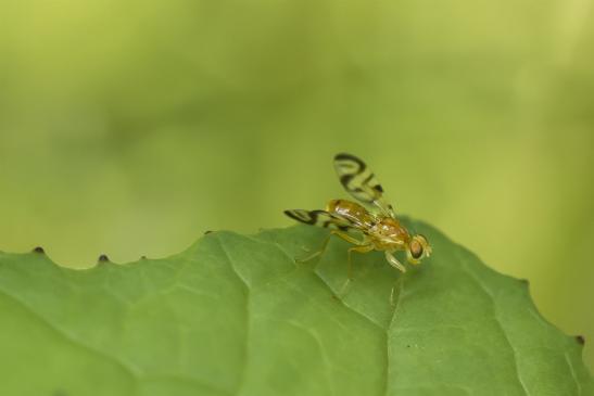 Bohrfliege       kein deutscher Name bekannt       Myoleja lucida       ( Wernigerode   Harz   August 2020 )