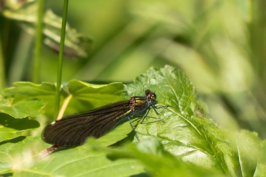   Blauflügel - Prachtlibelle      Calopteryx virgo     weiblich         ( Baden - Württemberg  Juni 2025 )