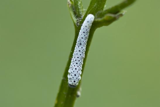 Larve  der  Braunwurzblattwespe  Tenthredo  scrophulariae       ( Wernigerode Harz August 2020 )