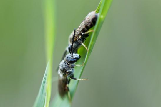 Gewöhnliche Schmalbiene      Lasioglossum calceatum      ( Sachsen - Anhalt Juli 2022 )