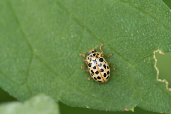 Neunzehnpunkt - Marienkäfer / Teich - Marienkäfer Anisosticta novemdecimpunctata               ( Mecklenburg  - Vorpommern  Oktober 2023 )