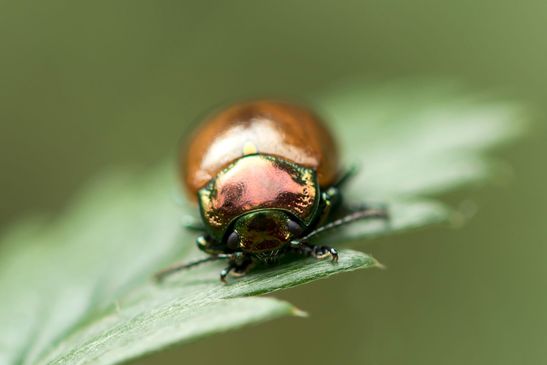 Geglätteter Blattkäfer     Chrysolina polita         ( Mecklenburg-Vorpommern    Oktober 2023 )