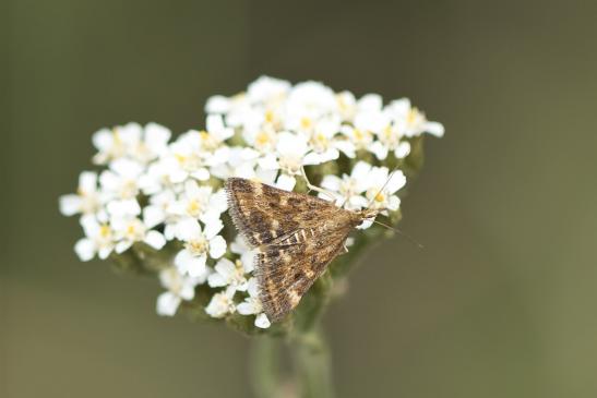 Olivbrauner Zünsler       Pyrausta despicata       möglicherweise  weiblich       ( Sachsen - Anhalt August 2020 )