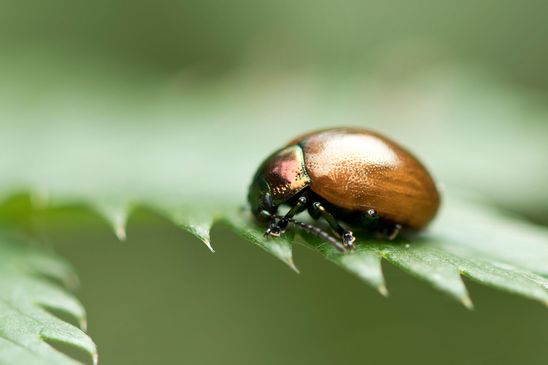 Geglätteter Blattkäfer     Chrysolina polita         ( Mecklenburg-Vorpommern    Oktober 2023 )