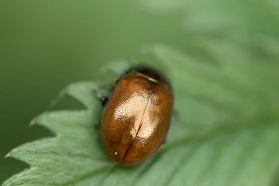Geglätteter Blattkäfer     Chrysolina polita         ( Mecklenburg-Vorpommern    Oktober 2023 )