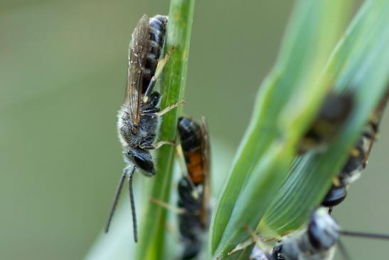 Gewöhnliche Schmalbiene      Lasioglossum calceatum      weiblich      ( Sachsen - Anhalt Juli 2022 )