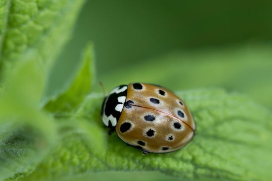 Augenmarienkäfer      Anatis ocellata      ( Baden - Württemberg Juni  2025 )