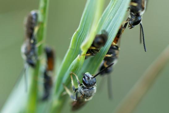 Gewöhnliche Schmalbiene      Lasioglossum calceatum      Schlafgemeinschaft      ( Sachsen - Anhalt Juli 2022 )