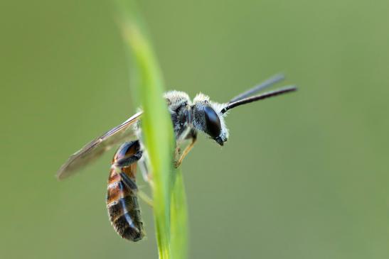 Gewöhnliche Schmalbiene      Lasioglossum calceatum      männlich      ( Sachsen - Anhalt Juli 2022 )