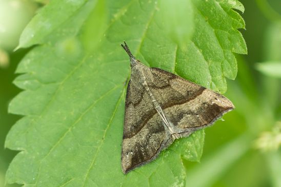 Nessel - Schnabeleule         Hypena proboscidalis          ( Baden - Württemberg Juni 2025 )