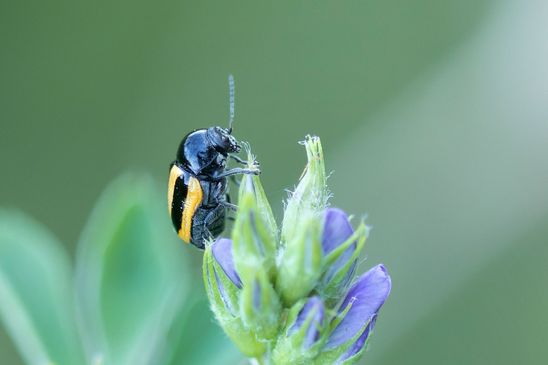 Gebänderter Fallkäfer         Cryptocephalus vittatus            ( Baden - Württemberg Juni 2026 )
