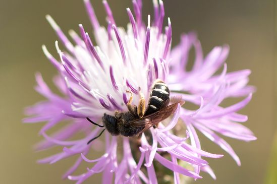 Noch unbestimmt ( Sachsen - Anhalt Juli 2022 )