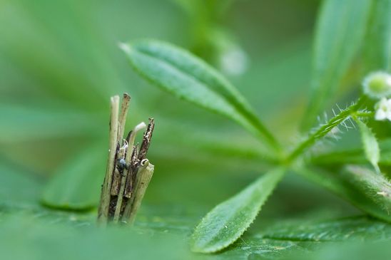 Kokon einer Sackträgermotte         ( Baden - Württemberg  Juni 2025 )