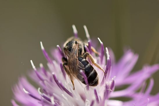Noch unbestimmt ( Sachsen - Anhalt Juli 2022 )