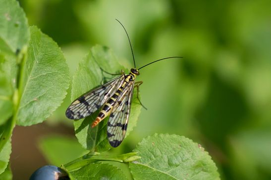 Insekt des Jahres 2018          Gemeine Skorpionsfliege      Panorpa communis      weiblich      ( Baden - Württemberg Juni 2025 )