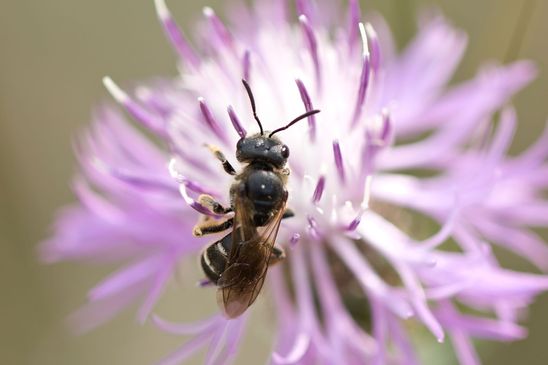 Noch unbestimmt ( Sachsen - Anhalt Juli 2022 )