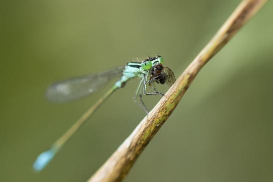 Große Pechlibelle  bei der Mahlzeit       Ischnura elegans    männlich    ( Sachsen-Anhalt August 2020 )