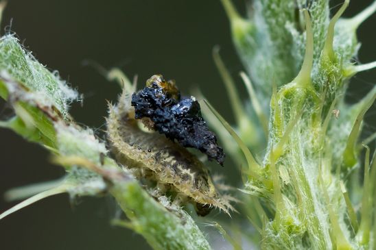 Distelschildkäfer         Cassida rubiginosa      Larve            ( Baden -  Württemberg  Juni 2025 )