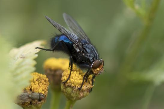 Totenfliege       Cynomyia mortuorum        ( Sachsen - Anhalt August 2020 ) 