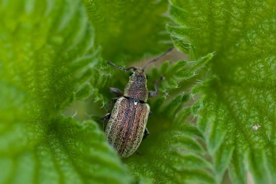 Birnen-Grünrüssler        Phyllobius pyri         ( Sachsen - Anhalt  April 2024 )