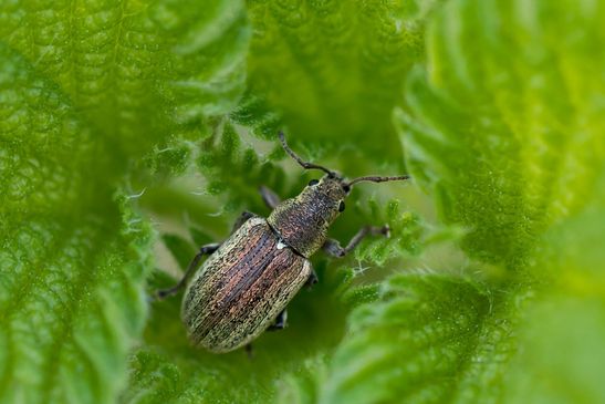 Birnen-Grünrüssler        Phyllobius pyri         ( Sachsen - Anhalt  April 2024 )