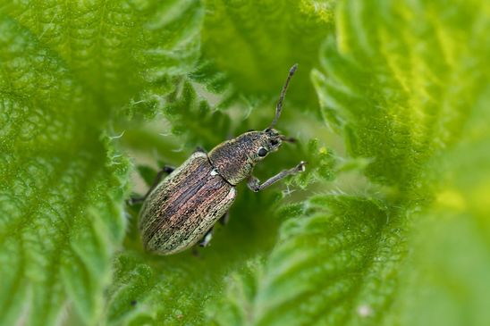 Birnen-Grünrüssler        Phyllobius pyri         ( Sachsen - Anhalt  April 2024 )